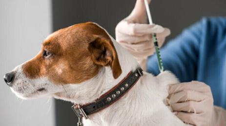 ваксини животни