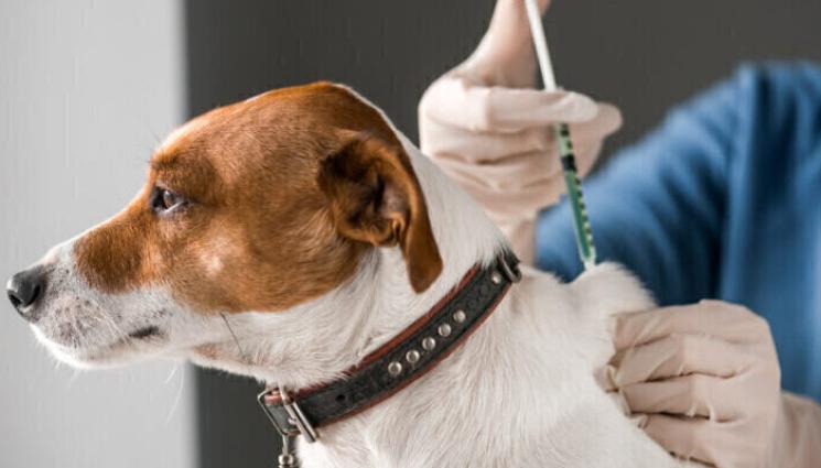 ваксини животни