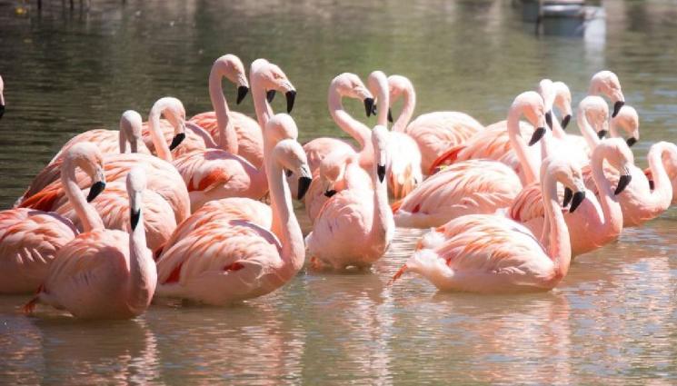 розово фламинго - КРАСОТАТА НА ПРИРОДАТА: Над 4000 розови фламинги живеят край Бургас (СНИМКИ)