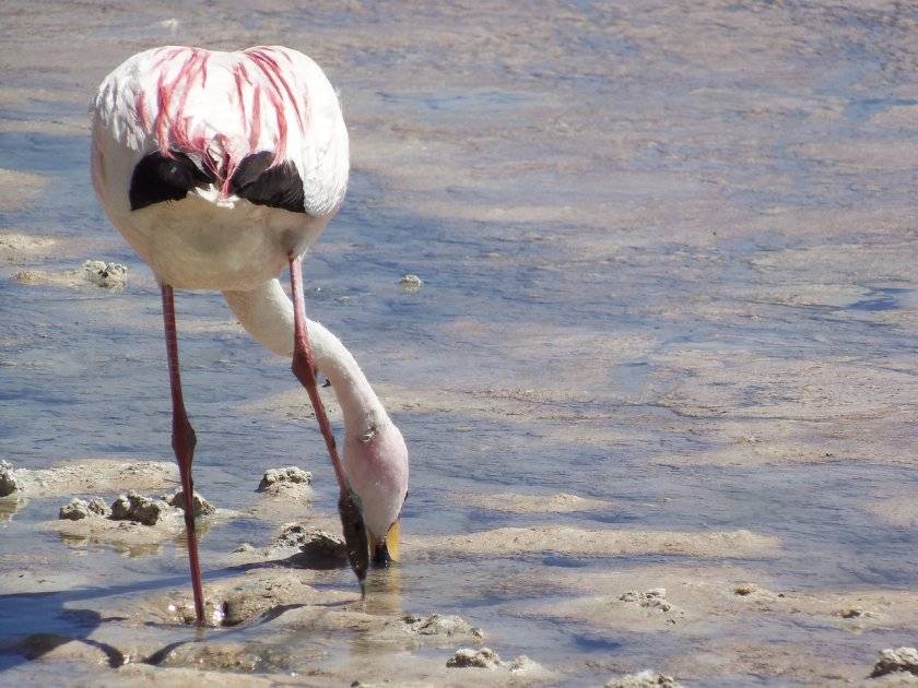 розово фламинго
