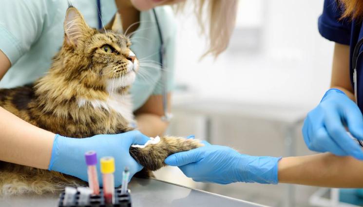 котка ветеринар - НЕ Е ЗА ВЯРВАНЕ: Котка падна от 120 метра и оцеля (СНИМКИ)