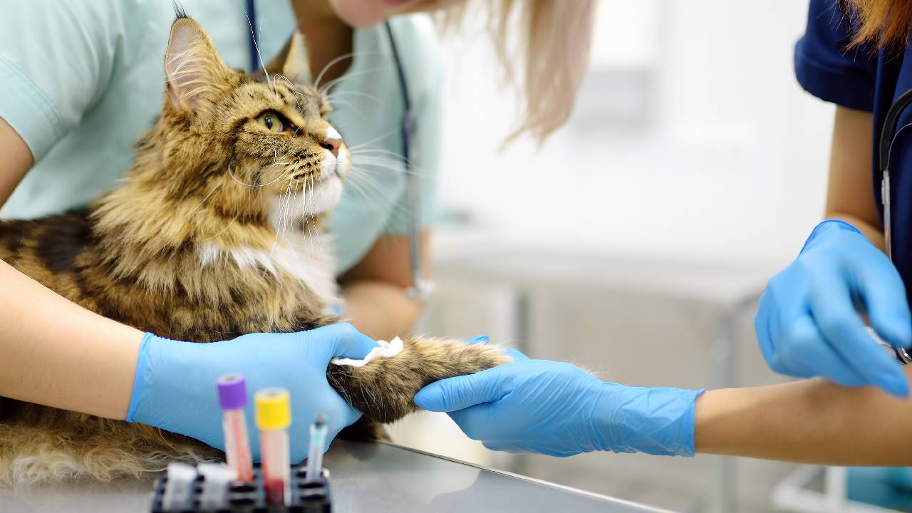 котка ветеринар