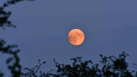 ягодова луна