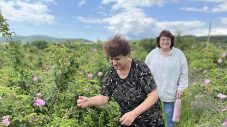 рози берачи