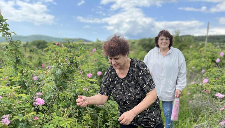 рози берачи - Агро Телеграф: Рози има, берачи няма
