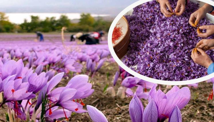 шафран - Агро Телеграф: Шафран дава хляб на фермери в Смолян