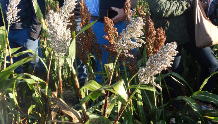 бяло сорго - Агро Телеграф: Соргото счупи рекорди по площи в Европа