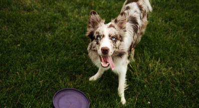 Австралийска овчарка