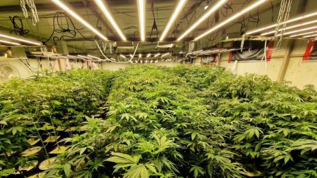 оранжери марихуана Бургаско