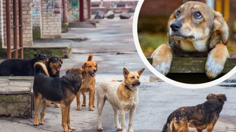 бездомни кучета