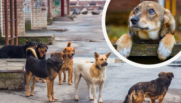 бездомни кучета - ПРЕЗ МИНАЛАТА ГОДИНА: Всяко пето куче от улицата – осиновено
