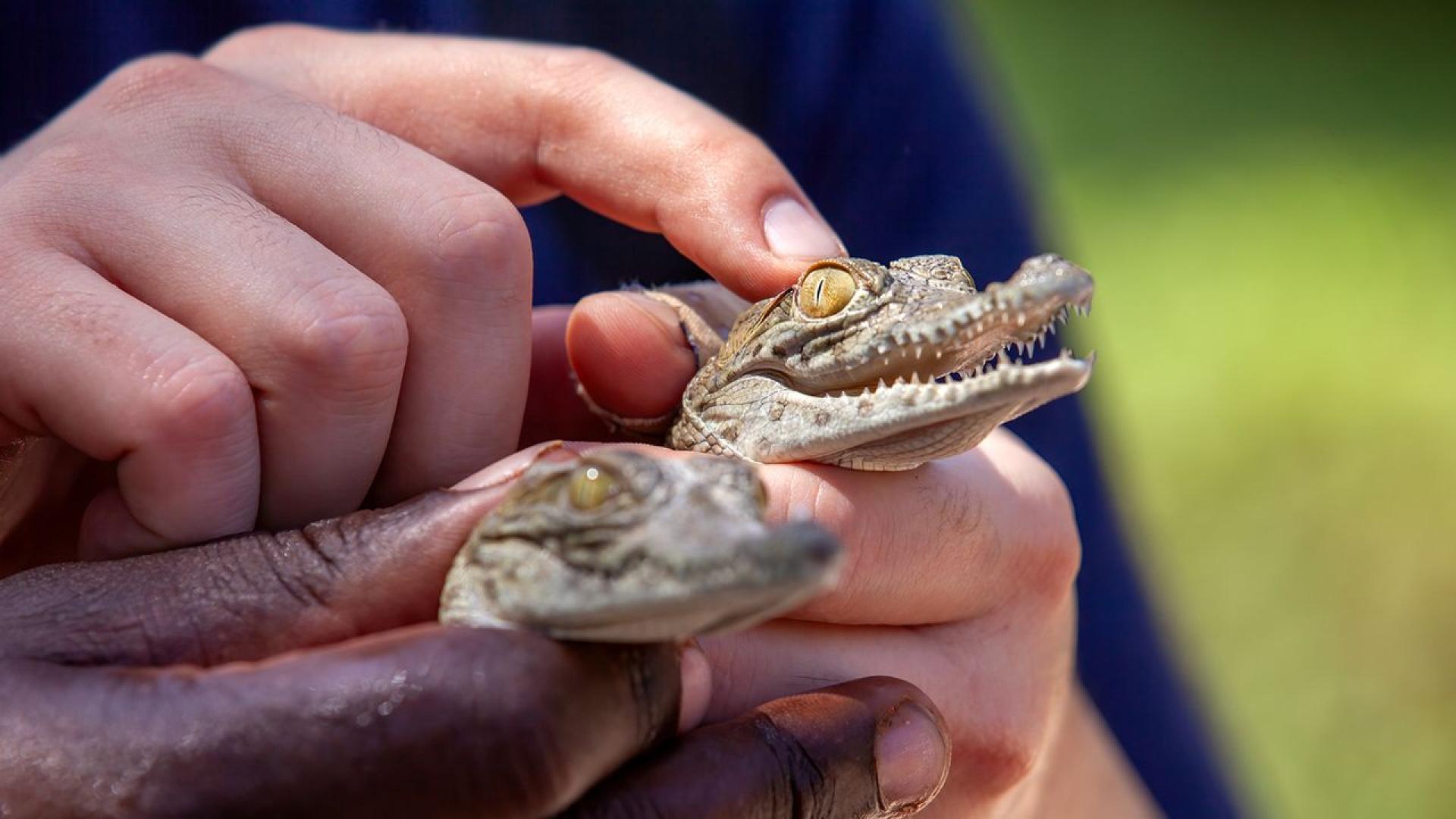 Вжегата на ямайското слънце там където влажните зони гъмжат от