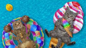 времето море лято котка куче забавление купо