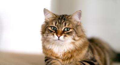 Породиста котка