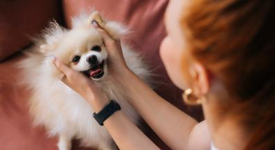 куче трепери