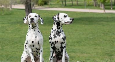 Далматинец