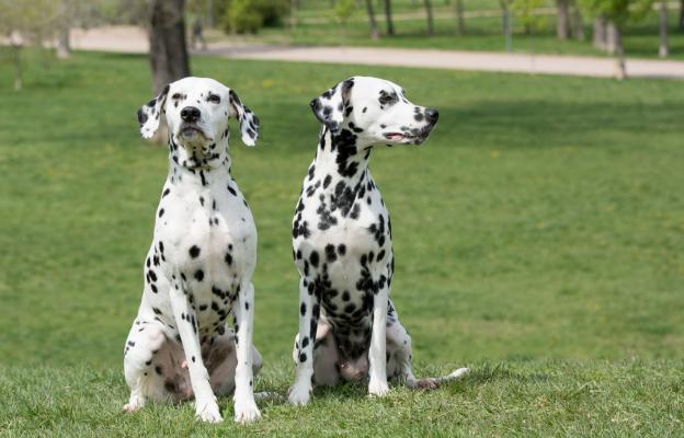 Далматинец