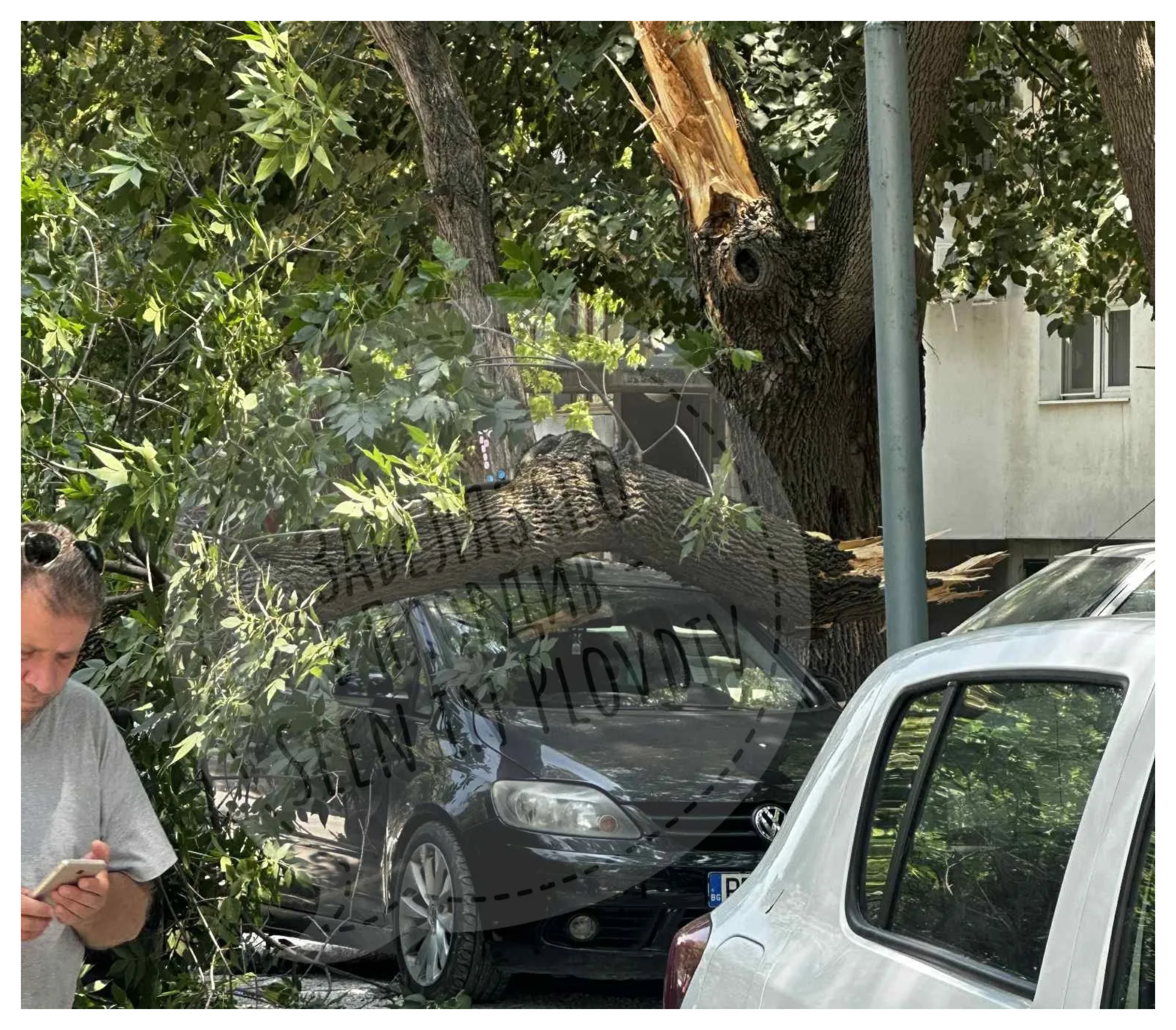 дърво Пловдив