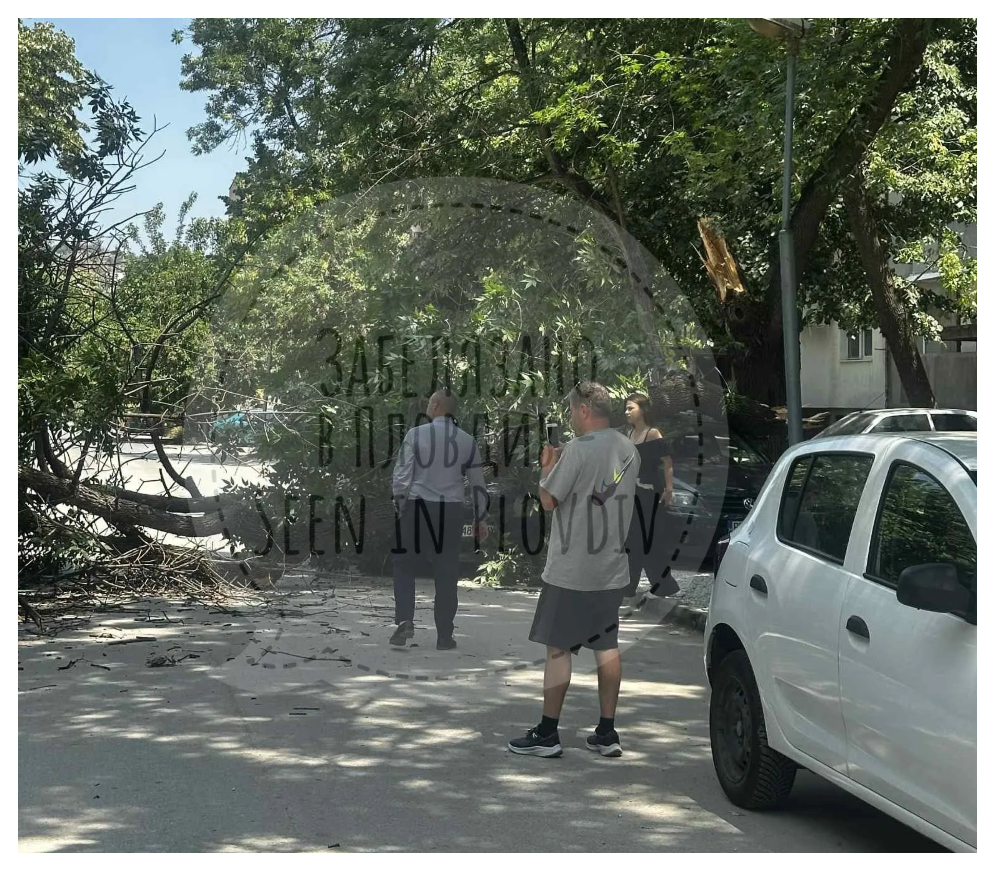 дърво Пловдив