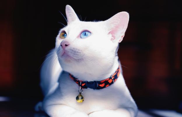Као мани