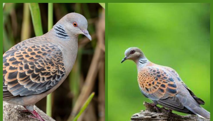 гургулицата - И ЛОВЕЦ СЪМ, И РИБАР СЪМ: Добри новини за авджиите, гургулицата отново на прицел