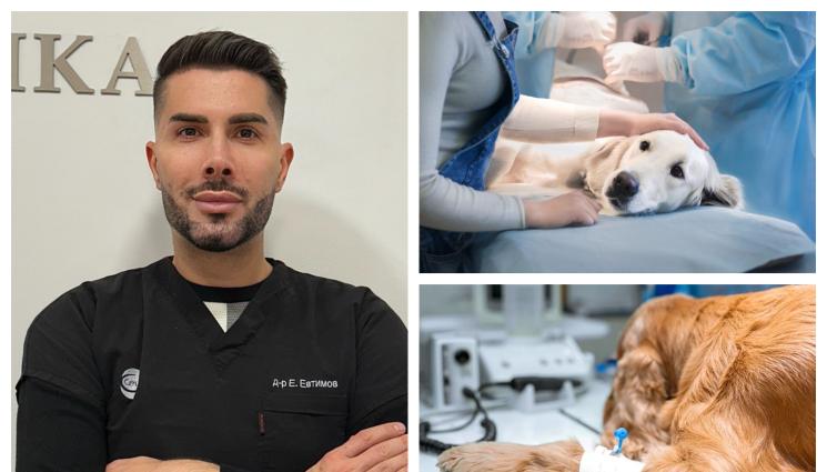 Евгени Евгени - 5 сигнала, че вашият любимец се нуждае от хирургична намеса