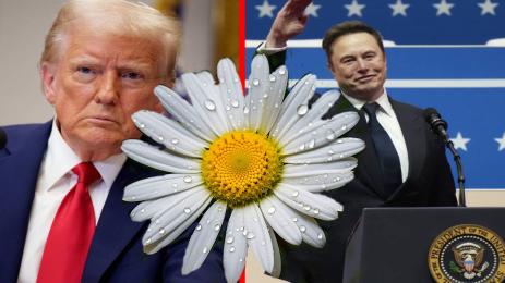 Тръмп Мъск маргаритка