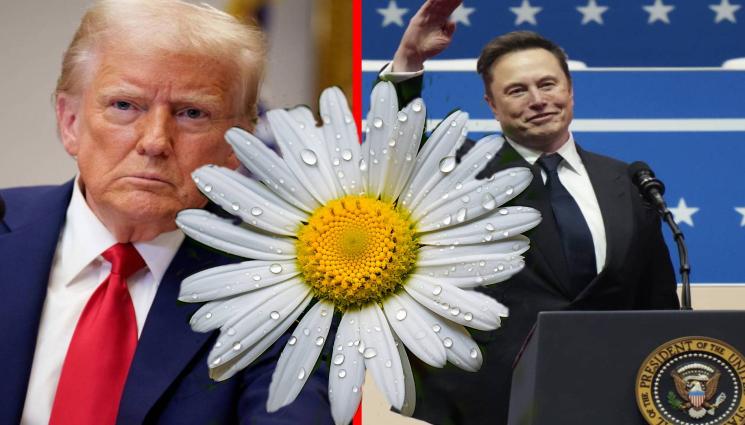 Тръмп Мъск маргаритка - Маргаритката на Тръмп и Мъск: Обичам те, не те обичам! (СНИМКИ)