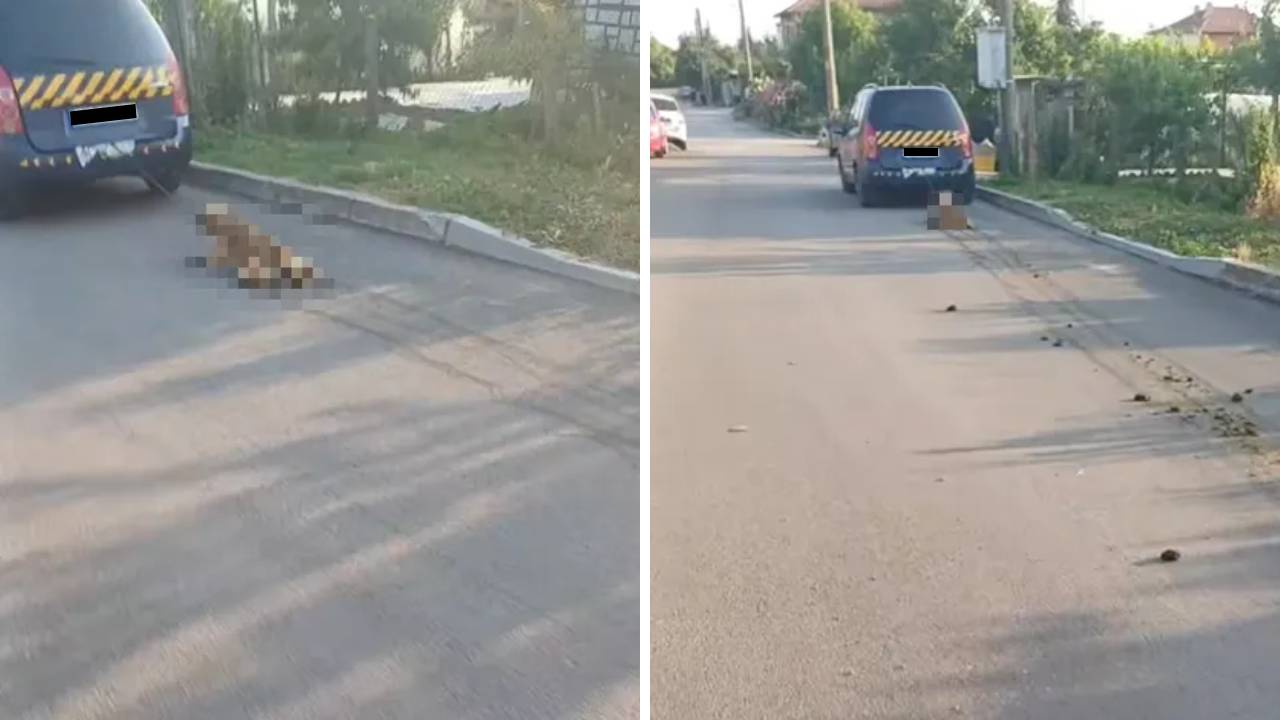 Animal Hope Bulgaria Burgas