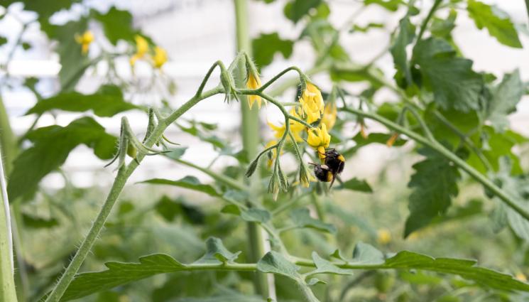 домати - Агро Телеграф: Опрашвайте доматите с електрическа четка за зъби