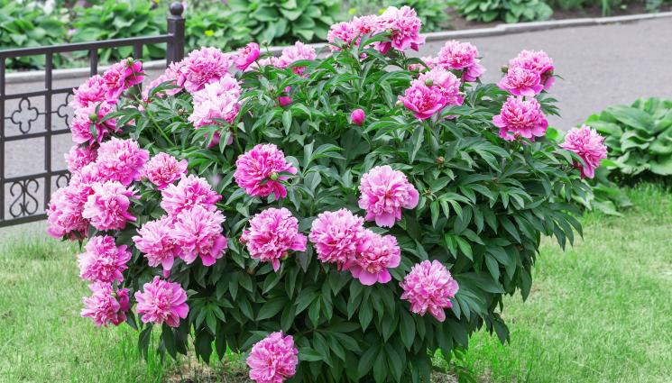 божура - Агро Телеграф: Премахнете цветовете на божура когато увехнат, запазете листата!