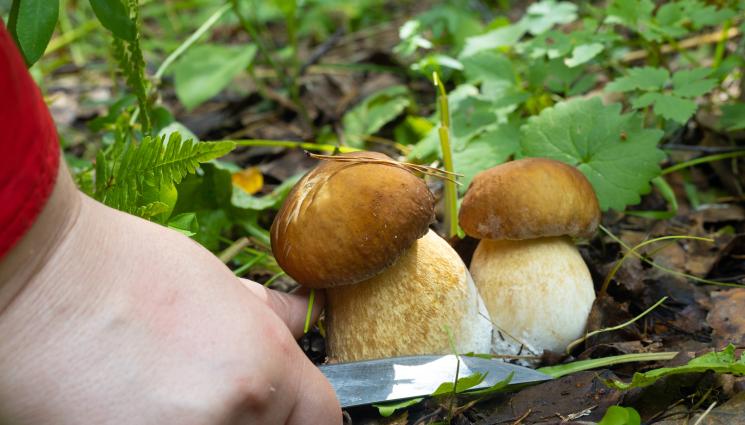 агро гъби - ПАЧКИ ПО СТОТАЧКИ: Гъбари изкарват една пенсия за 2 дни!