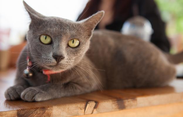 Корат