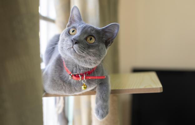 Корат