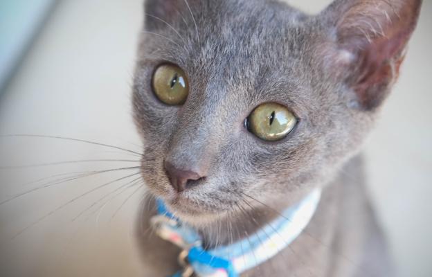 Корат