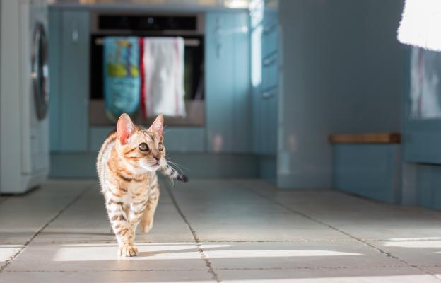 Котка в кухня