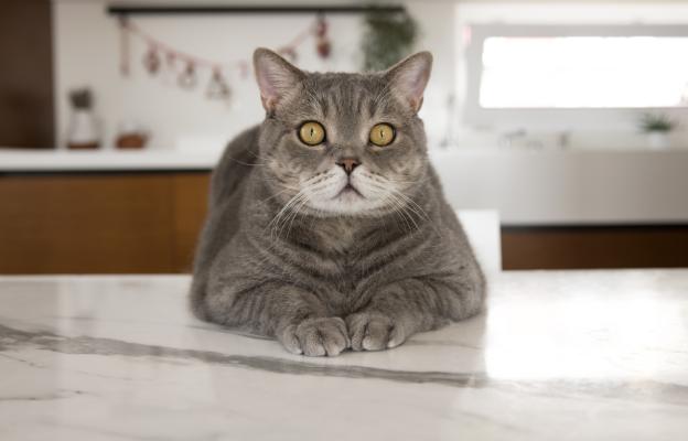 Котка в кухня