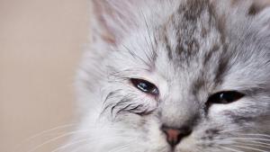 котка коте