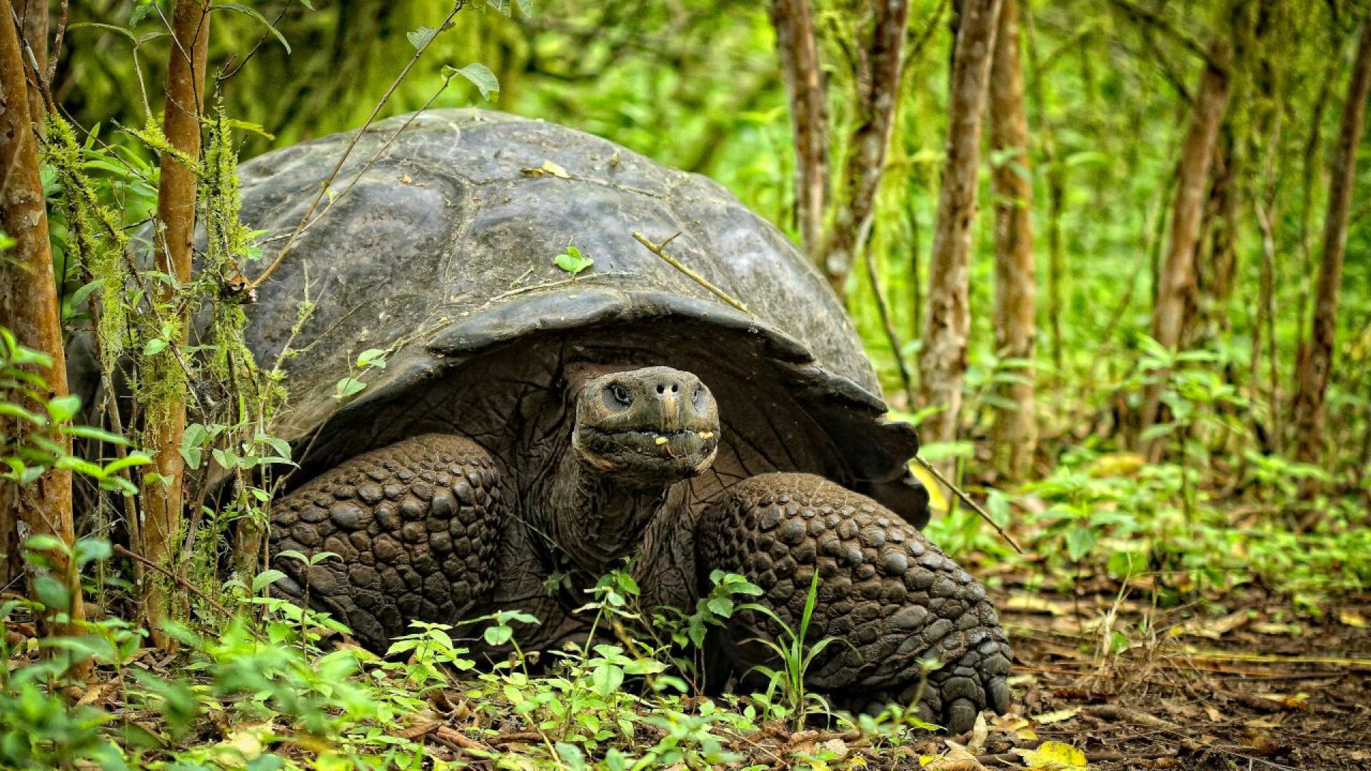Голиат галапагоска костенурка с тегло 227 килограма и най възрастното животно