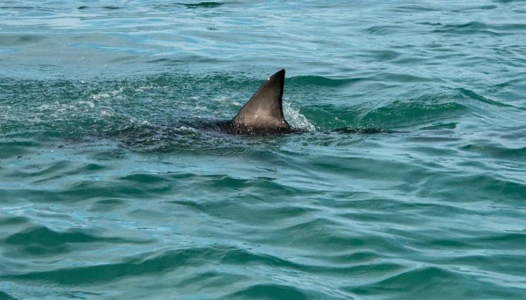 акула - 4-метрови акули шашнаха туристите в Турция (ВИДЕО)