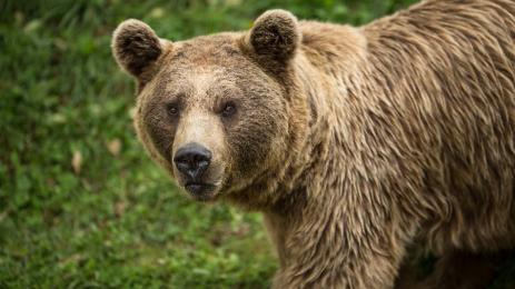 кафява мечка