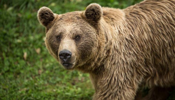 кафява мечка - ЕКШЪН В ГОРАТА: Мечка с малко нападна мъж!
