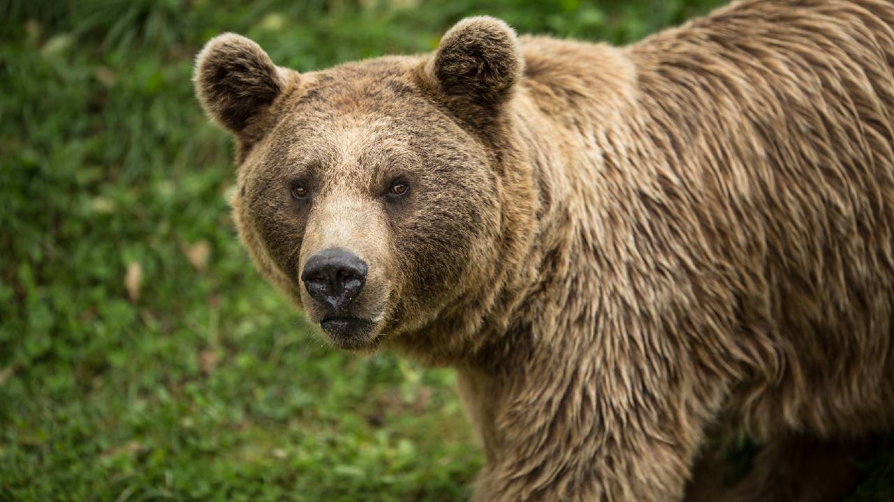 кафява мечка