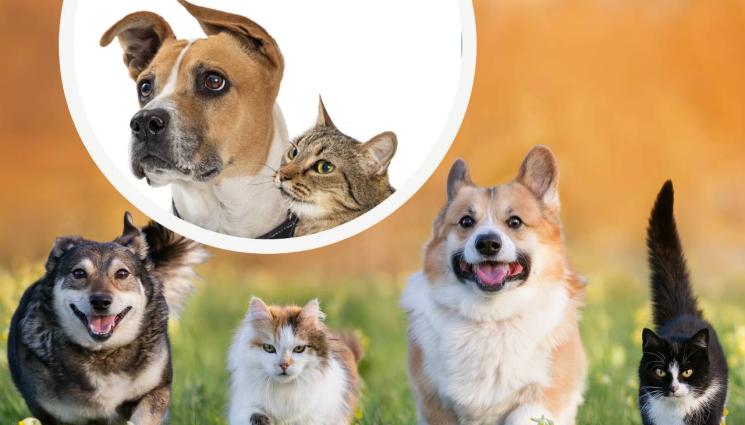 куче котка - Какво да правим, когато кучето или котката ни повръщат?