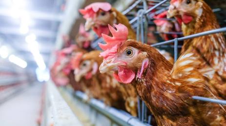 кокошки клетка