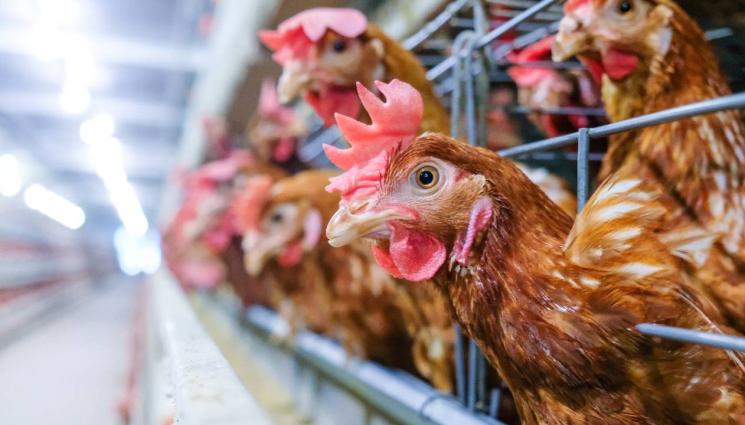 кокошки клетка - БЪРЗИ РЕЗУЛТАТИ: БАБХ затвори габровската птицеферма от ада! (ВИДЕО)