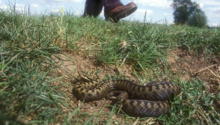 д - Змиеловец алармира: Змиите често влизат в багажа ни!