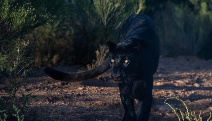 пума - СТРАХ: Цялото Шуменско плато забранено заради черния леопард!