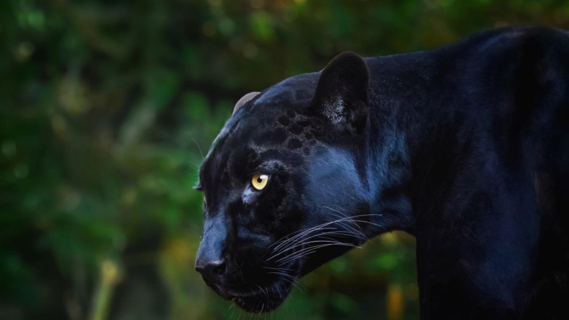 Въведените ограничителни мерки в района на природен парк  Шуменско плато отпадат след