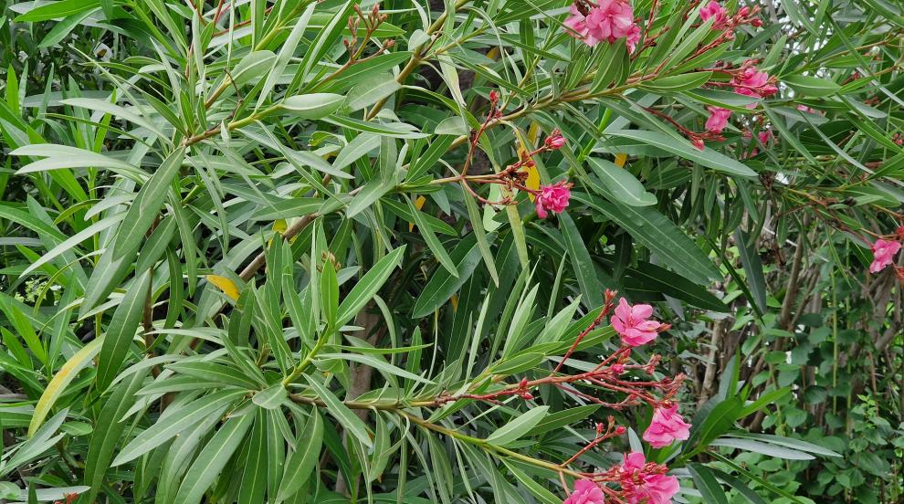 Зокумът: Красив, но и смъртоносен